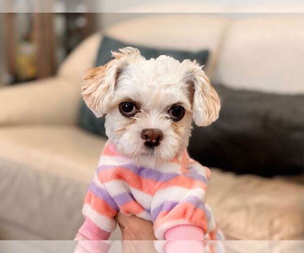 Medium Photo #1 Mal-Shi Puppy For Sale in Salt Lake City, UT, USA