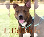 Small #1 American Pit Bull Terrier