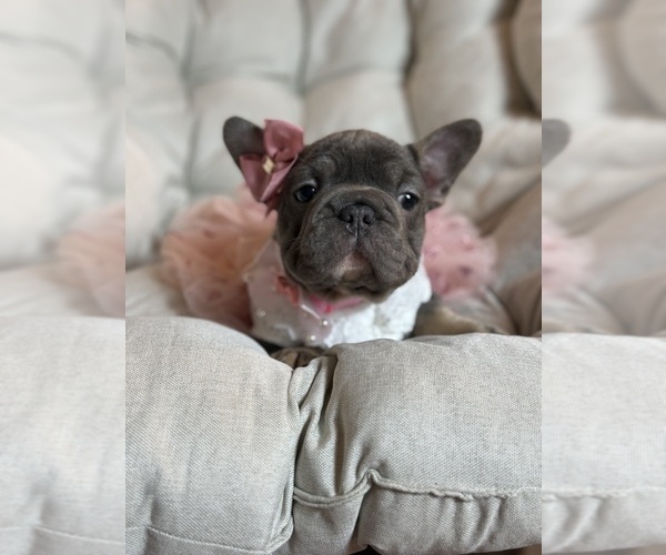 Medium Photo #2 French Bulldog Puppy For Sale in MC GRAW, NY, USA