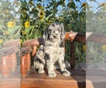 Puppy 4 Double Doodle