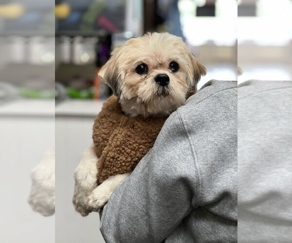 Medium Photo #5 Lhasa Apso-Unknown Mix Puppy For Sale in Mundelein, IL, USA