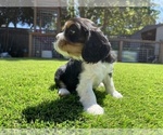 Small Photo #11 Cavalier King Charles Spaniel Puppy For Sale in SANTA ROSA, CA, USA