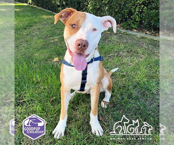 Medium Photo #4 American Pit Bull Terrier Puppy For Sale in Irvine, CA, USA
