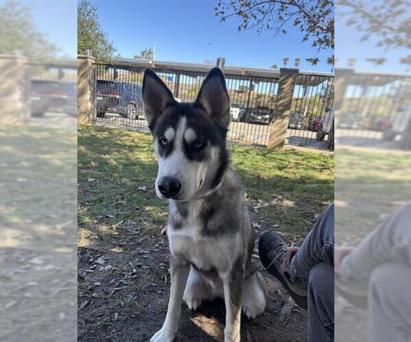 Medium Photo #1 Siberian Husky Puppy For Sale in Riverside, CA, USA