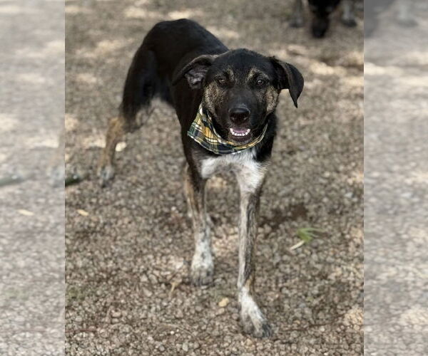 Medium Photo #4 Labrador Retriever-Unknown Mix Puppy For Sale in Phoenix, AZ, USA