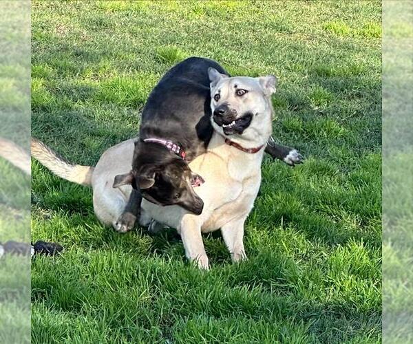 Medium Photo #4 German Shepherd Dog-Unknown Mix Puppy For Sale in Elk Grove, CA, USA