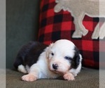 Small Photo #2 Australian Shepherd Puppy For Sale in MARYVILLE, TN, USA