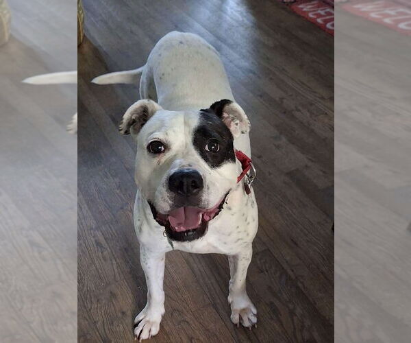 Medium Photo #8 American Bulldog-Labrador Retriever Mix Puppy For Sale in Atlanta, GA, USA