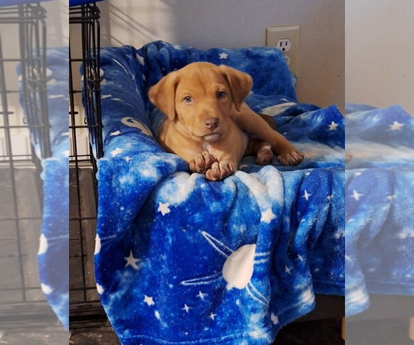 Medium Photo #4 Labrador Retriever-Unknown Mix Puppy For Sale in Mobile, AL, USA