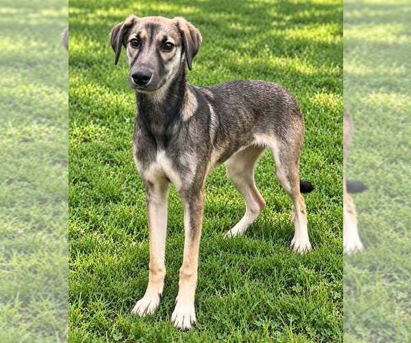 Medium Photo #5 Anatolian Shepherd-German Shepherd Dog Mix Puppy For Sale in Aurora, IN, USA