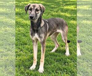 Poor Babies : Tammy - Female Anatolian Shepherd-German Shepherd Dog Mix Dog for Adoption - Photo #5