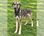 Small Photo #5 Anatolian Shepherd-German Shepherd Dog Mix Puppy For Sale in Aurora, IN, USA
