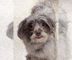 Maltese-Miniature Schnauzer Mix Dogs for adoption in Cuba, NY, USA