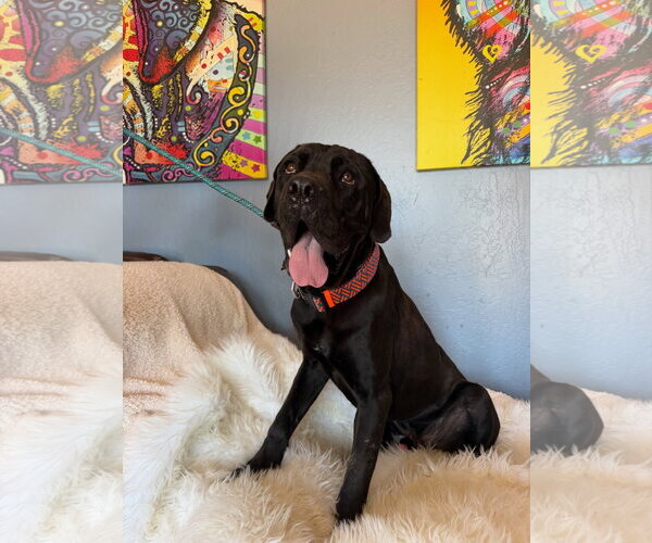 Medium Photo #2 Mastiff Puppy For Sale in Goodyear, AZ, USA