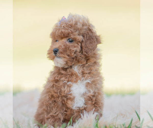 Medium Photo #3 Poodle (Miniature) Puppy For Sale in WARSAW, IN, USA