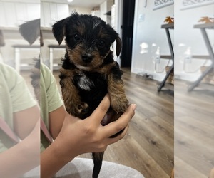 Yorkshire Terrier Puppy for sale in PHILLIPS RANCH, CA, USA