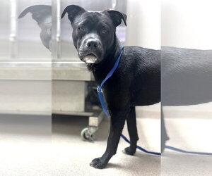 Doppio - Male Chihuahua-Labrador Retriever Mix Dog for Adoption - Photo #3