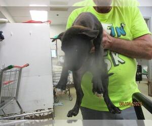 Mutt Dogs for adoption in Oklahoma City, OK, USA