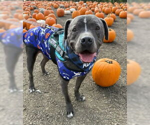 Bubba - Male Mutt Dog for Adoption - Photo #2