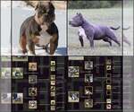 Small Photo #2 American Bully Puppy For Sale in BILLINGS, MO, USA