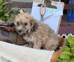 Small #4 Yorkshire Terrier