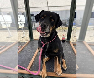 Rottweiler-Unknown Mix Dogs for adoption in Palmetto, FL, USA