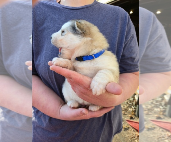 Medium Photo #7 Alaskan Malamute Puppy For Sale in CRIVITZ, WI, USA