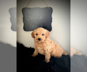 Goldendoodle (Miniature) Puppy for Sale in NORTH VERNON, Indiana USA