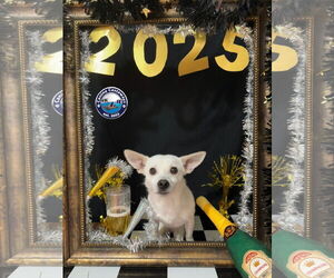 Crayola - Male Chihuahua-Unknown Mix Dog for Adoption - Photo #3
