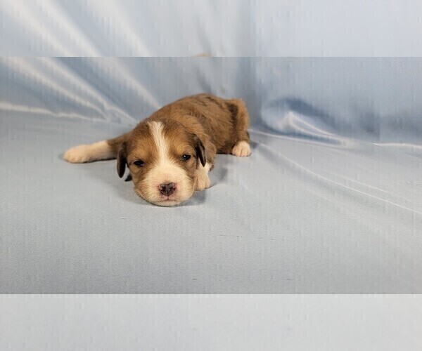 Medium Photo #6 Bernedoodle (Miniature) Puppy For Sale in BLACK FOREST, CO, USA