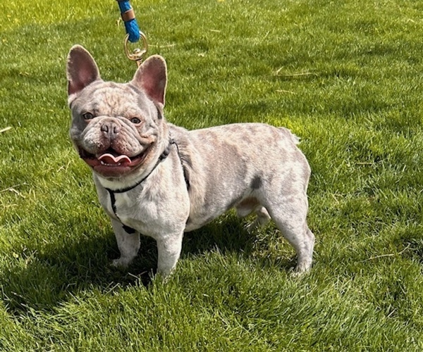 Medium Photo #1 French Bulldog Puppy For Sale in MIDDLEBURY, IN, USA