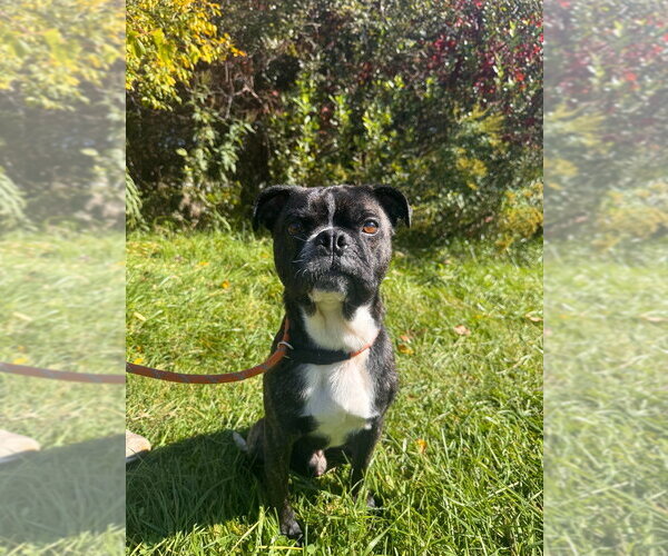 Medium Photo #2 Buggs Puppy For Sale in Muskegon, MI, USA