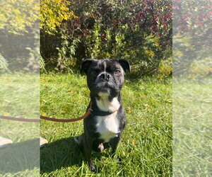 Rocky (Rocco) - Male Buggs Dog for Adoption - Photo #2