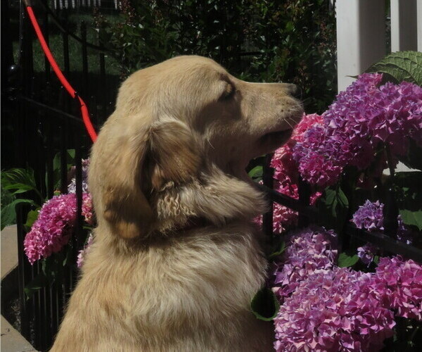 Medium Photo #12 Golden Retriever Puppy For Sale in MECHANICSVILLE, MD, USA