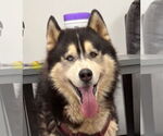 Small #6 Siberian Husky