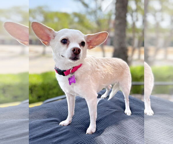 Medium Photo #2 Chihuahua-Unknown Mix Puppy For Sale in Corona, CA, USA