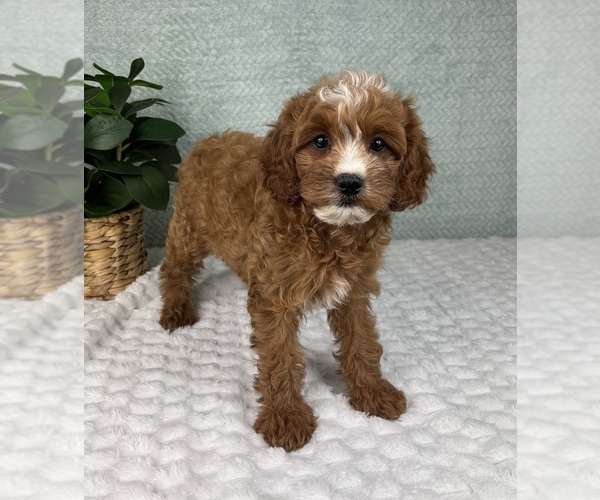 Medium Photo #3 Cavapoo Puppy For Sale in FRANKLIN, IN, USA
