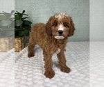 Small #2 Cavapoo