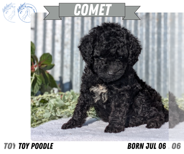 Medium Photo #9 Poodle (Toy) Puppy For Sale in GOSHEN, IN, USA
