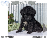 Small #8 Poodle (Toy)
