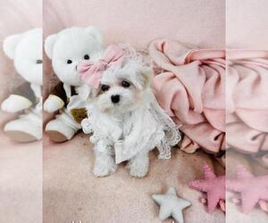 Maltese Puppy for sale in WINTER PARK, FL, USA