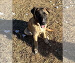 Small #15 German Shepherd Dog