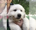 Small #1 Great Pyrenees