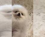 Small #5 Pomeranian