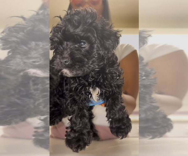 Medium Photo #2 Maltipoo (Toy) Puppy For Sale in BURLINGAME, CA, USA