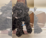 Small Photo #6 Maltipoo (Toy) Puppy For Sale in BURLINGAME, CA, USA