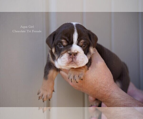 Medium Photo #2 English Bulldog Puppy For Sale in KATY, TX, USA