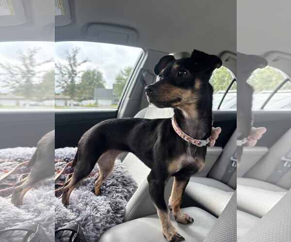 Medium Photo #4 Chiweenie Puppy For Sale in St. Louis Park, MN, USA