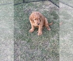 Small Photo #19 Goldendoodle Puppy For Sale in WOODLAND, CA, USA