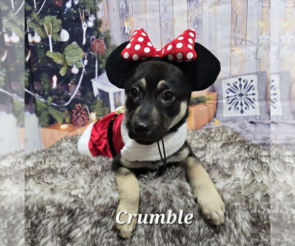 Medium Photo #11 Mutt Puppy For Sale in Fargo, ND, USA